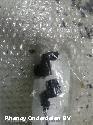 View Auto part SENSOR PARKEREN (PDC) BMW 3 SERIES 2005