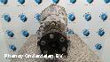 View Auto part TRANSMISSIE / VERSNELLINGSBAK BMW 3 SERIES 2008