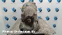 View Auto part TRANSMISSIE / VERSNELLINGSBAK BMW 5 SERIES 2011