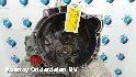 View Auto part TRANSMISSIE / VERSNELLINGSBAK FORD ECOSPORT 2015