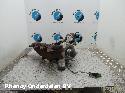 View Auto part TURBO CITROEN C4 2012