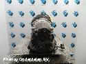 View Auto part TRANSMISSIE / VERSNELLINGSBAK BMW 4 SERIES 2014