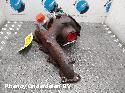 View Auto part TURBO FORD FOCUS 2015