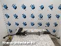 View Auto part STUURHUIS RENAULT MEGANE 2012