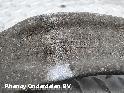 View Auto part DRAAGARM ONDER LA BMW 5 SERIES 2011