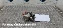 View Auto part BRANDSTOF POMP VOOR DE INJECTOR MERCEDES C CLASS 2015