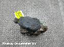View Auto part REM KLAUW PEUGEOT 208 2022